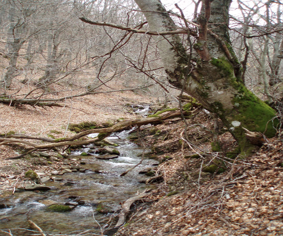 Detalle del Entorno en Otoño